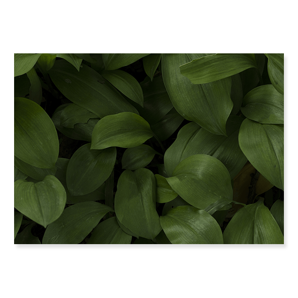 Fundo Fotográfico Folhagem em Tecido - F200 - 01