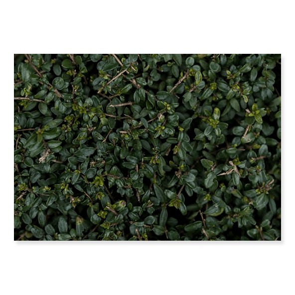 Fundo Fotográfico Folhagem em Tecido - F211 - 01