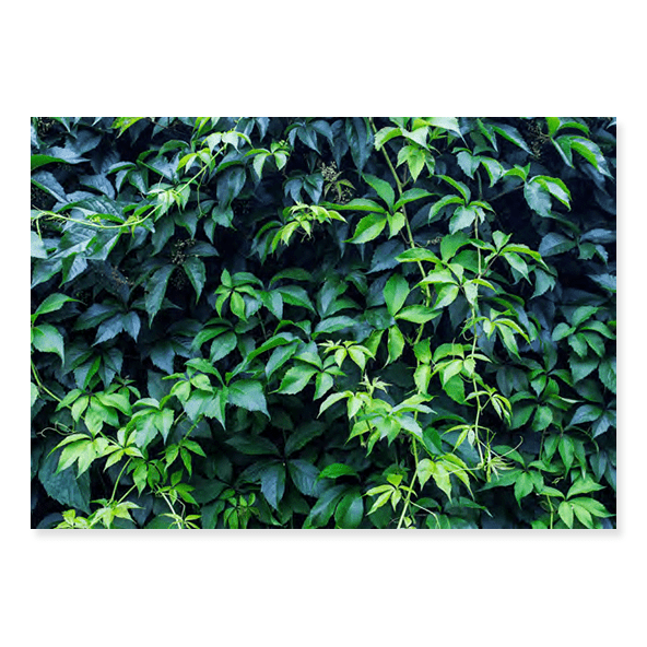 Fundo Fotográfico Folhagem em Tecido - F203