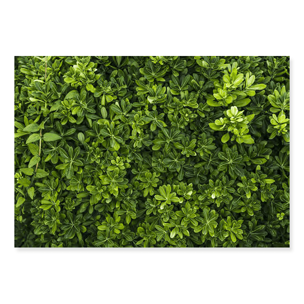 Fundo Fotográfico Folhagem em Tecido - F208