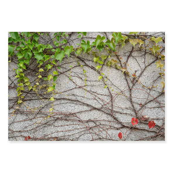 Fundo Fotográfico Folhagem em Tecido - F250