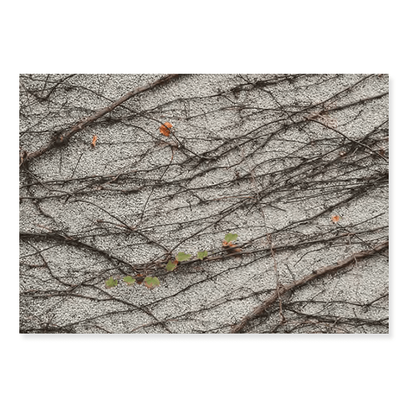 Fundo Fotográfico Folhagem em Tecido - F253