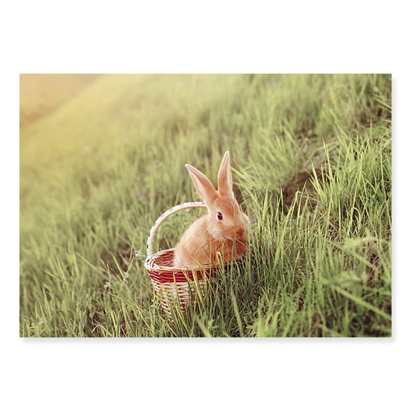 Fundo Fotográfico Páscoa em Tecido - PAC206