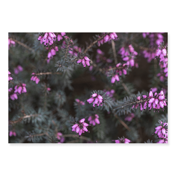 Fundo Fotográfico Floral em Tecido - FL200