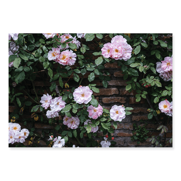 Fundo Fotográfico Floral em Tecido - FL201