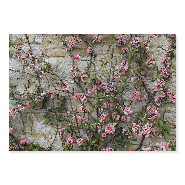 Fundo Fotográfico Floral em Tecido - FL202