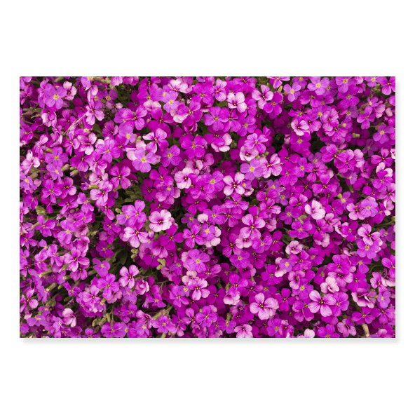 Fundo Fotográfico Floral em Tecido - FL204