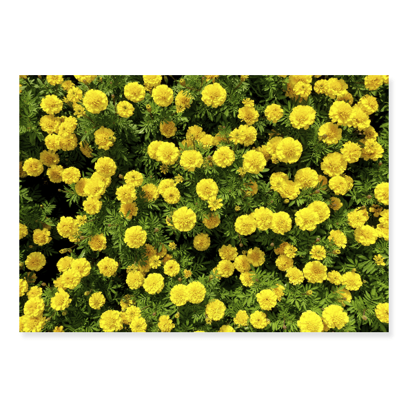 Fundo Fotográfico Floral em Tecido - FL207