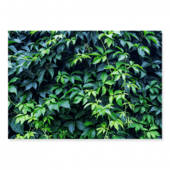 Fundo Fotográfico Folhagem em Tecido - F203 Fundo Fotográfico Folhagem em Tecido - F203