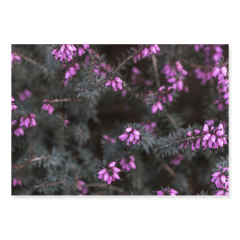 Fundo Fotográfico Floral em Tecido - FL200 Fundo Fotográfico Floral em Tecido - FL200